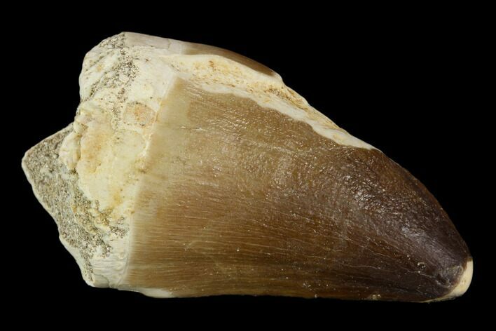 Mosasaur (Prognathodon) Tooth - Morocco #118893